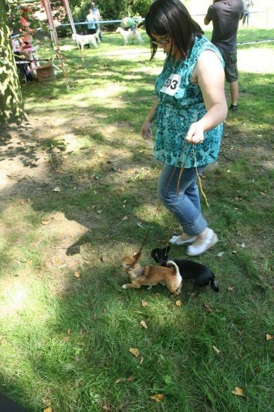 Nowy Sącz: psie piękności prezentowały się w Parku Strzeleckim [ZDJĘCIA]