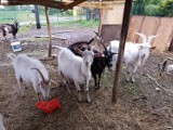 OTOZ Animals Kwidzyn szuka nowego domu dla kóz. "Stały w błocie, praktycznie bez dachu nad głową" [ZDJĘCIA]