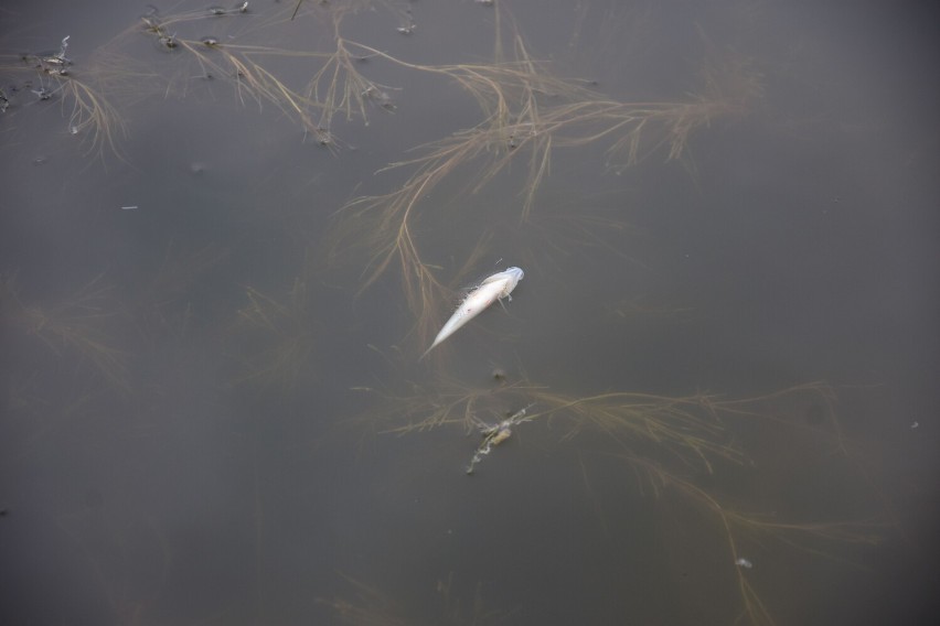 Śnięte ryby w Jeziorze Dolskim Wielkim! Kąpielisko miejskie zostało zamknięte [zdjęcia]