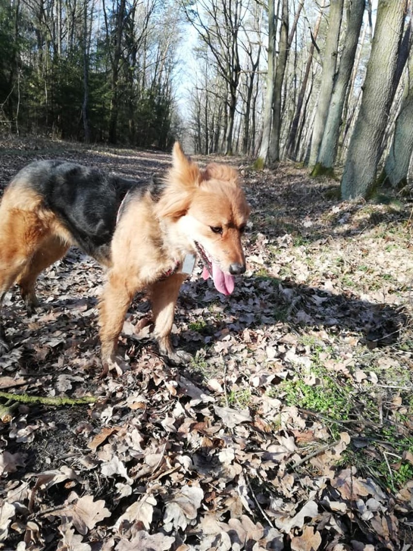 Ta sunia dogada się dosłownie z każdym psem. Locka nie tylko...