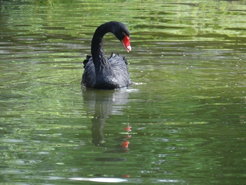 Stare Zoo Poznań - ostatnie dni lata