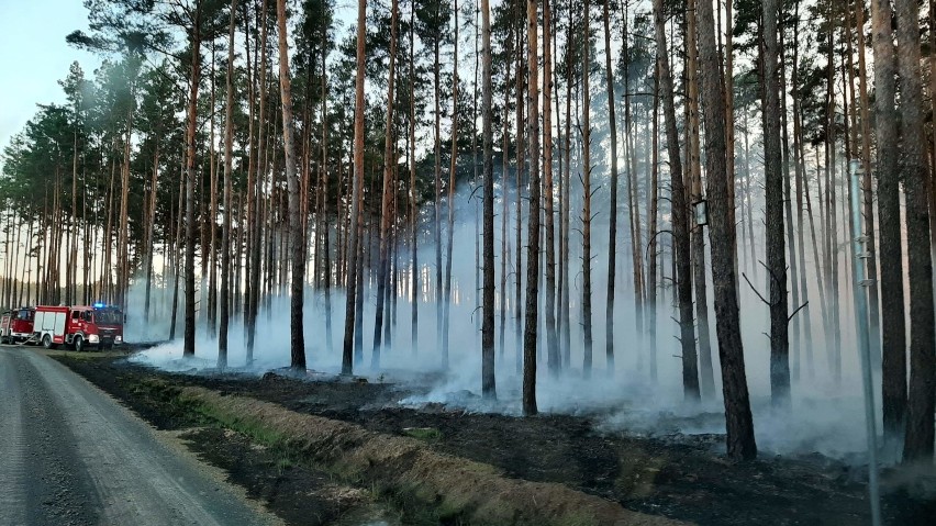 Wzrasta zagrożenie pożarowe w naszych lasach - bądźcie...