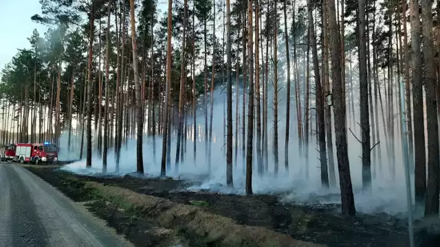 Wzrasta zagrożenie pożarowe w naszych lasach - bądźcie ostrożni - apelują leśnicy.