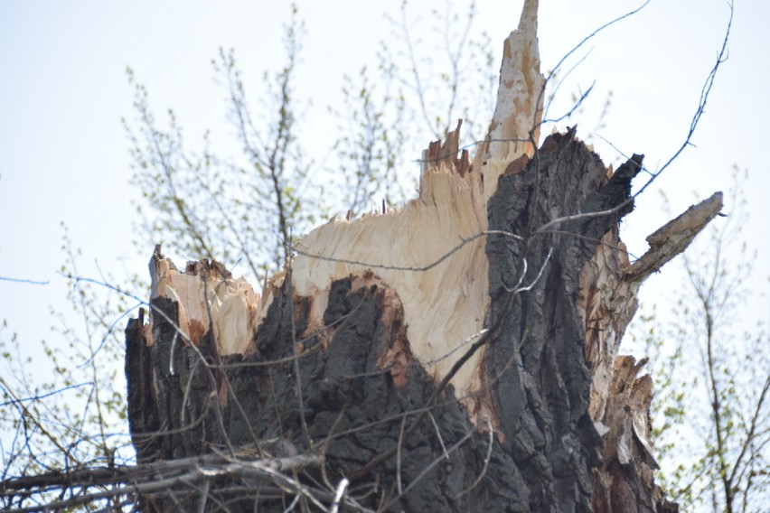 Uszkodzone drzewo przy Lwowskiej w Tarnowie