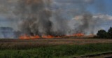 Wiemy, co dokładnie spłonęło podczas wczorajszego pożaru w Krzyżankach. Spaleniu uległo 60 hektarów upraw 