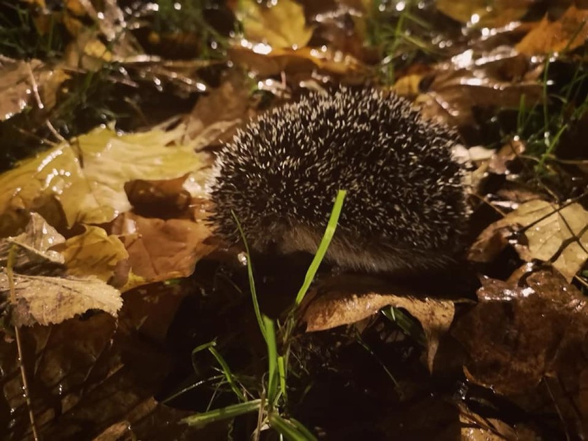 Jeże zadomowiły się w kaliskim Parku Miejskim. ZDJĘCIA