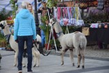 Jarmark Regionalny 2022 w Płocku. Jedzenie, wyroby, rzemiosło i mnóstwo innych atrakcji! Jarmark rozpoczął się na dobre! [ZDJĘCIA]