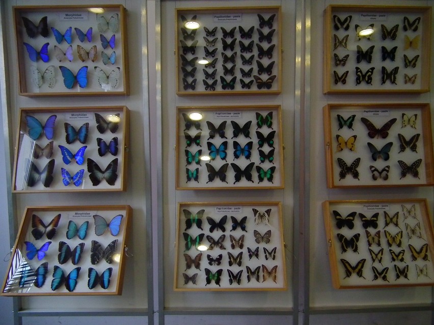 Motyle w Palmiarni Poznańskiej