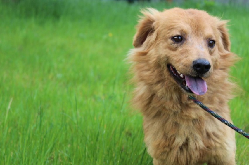 Psy do adopcji w schronisku dla zwierząt w Bełchatowie