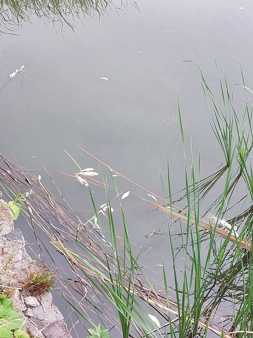 Śnięte ryby w jeziorze Miejskim w Międzychodzie