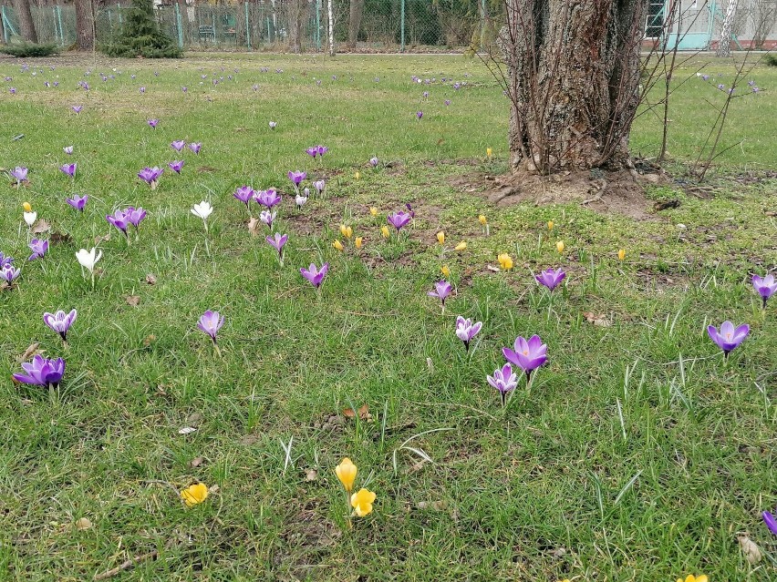 Wiosna w Spale.  W parku przy fontannie zakwitły krokusy ZDJĘCIA