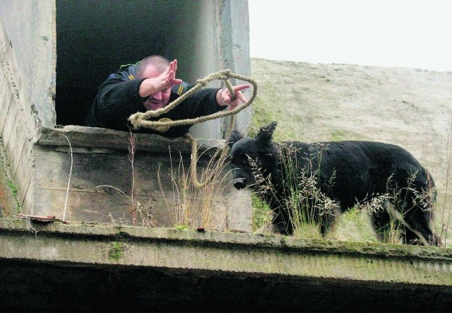 Złapanie bezpańskiego psa nie jest łatwe ani przyjemne