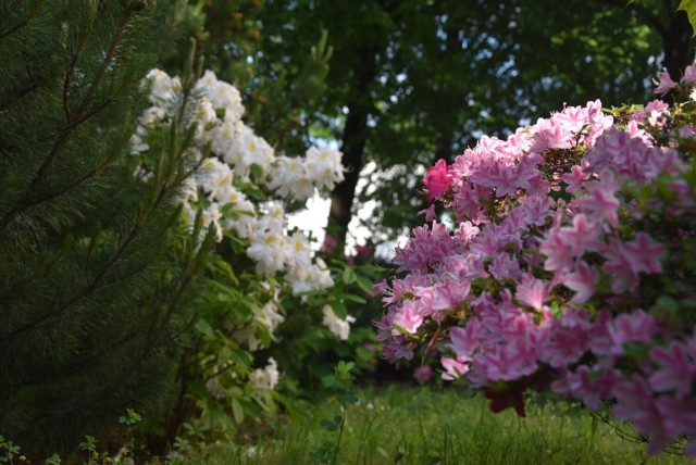 Przy budynku głogowskiego szpitala można podziwiać kwitnące azalie i rododendrony
