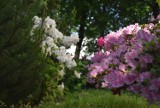 Cudne azalie i rododendrony przy głogowskim szpitalu. Zachwycają dorodnością i kolorami. Zdjęcia