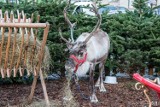 Pleszew. Żywe renifery świąteczną atrakcją przed pleszewskim ratuszem. W sieci zawrzało. "One się boją i stresują"
