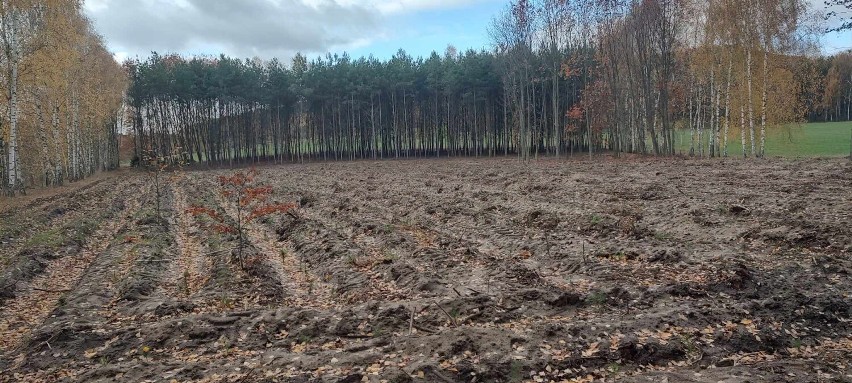 26 300 drzew! Zakończono akcję sadzenia lasu Posadzimy.pl we współpracy ze starostwem w Radomsku 