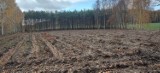 26 300 drzew! Zakończono akcję sadzenia lasu Posadzimy.pl we współpracy ze starostwem w Radomsku 