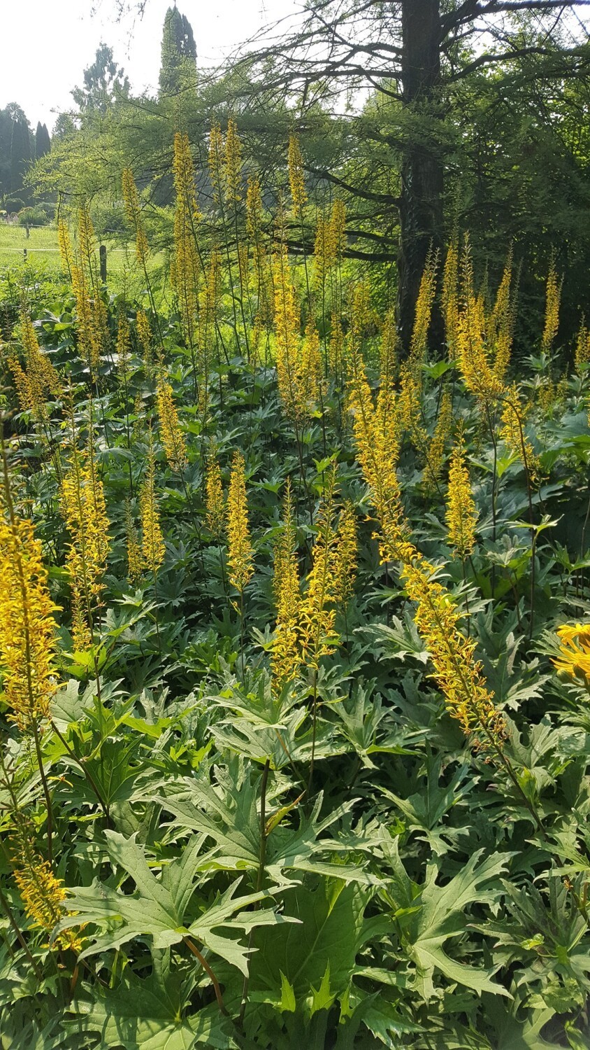 Zobacz piękne kwiaty w Arboretum w Bolestraszycach w powiecie przemyskim [ZDJĘCIA]