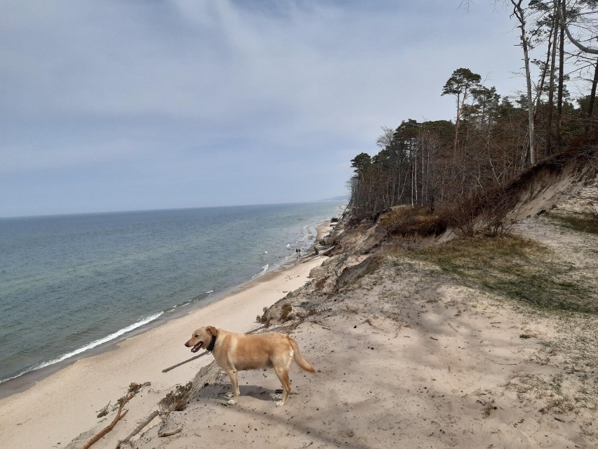 Nie ma zejścia schodami prowadzącymi na plażę w Przewłoce, w...