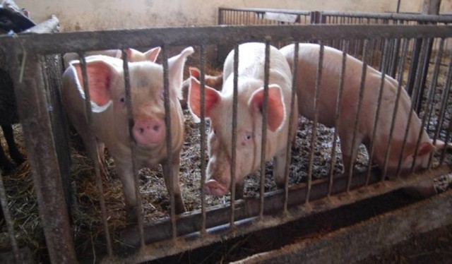 W związku z wystąpieniem asf, zabito blisko 2000 świń. Obecnie zagrożenie już nie występuje