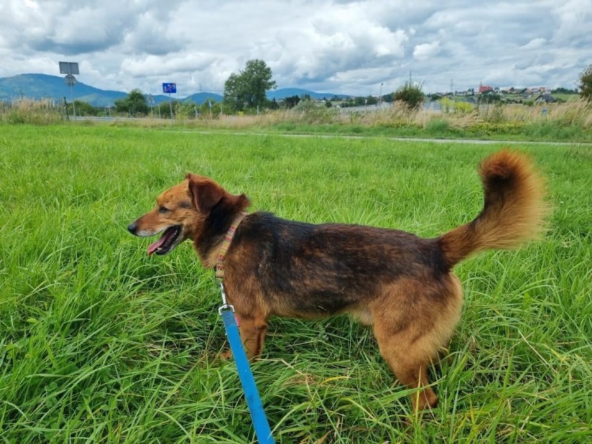 Piękne psiaki i kociaki do adopcji w Żywcu - zobacz te ZDJĘCIA! Są KOCHANE!