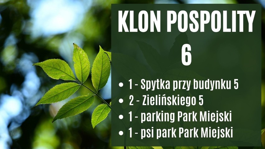 84 nowe nasadzenia drzew w Jarosławiu. Zobacz gdzie [LISTA]