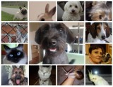 Światowy Dzień Zwierząt 2018. Pupile Czytelników ostrow.naszemiasto.pl to nie tylko koty i psy. Zobaczcie jakie zwierzaki mamy w domach