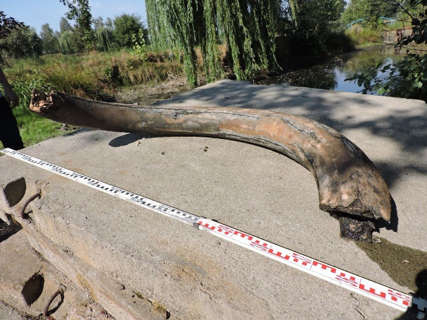 Cios mamuta będzie badany przez wodzisławskie Muzeum