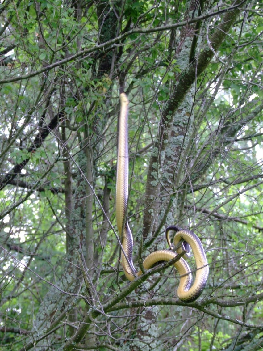 Wąż Eskulapa - największy wąż żyjący w Polsce i Europie Środkowej żyje w Bieszczadach. Dał się sfotografować w Dolinie Sanu [GALERIA]