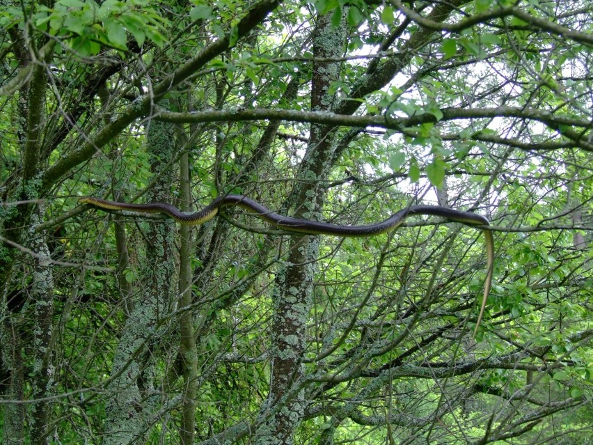 Wąż Eskulapa - największy wąż żyjący w Polsce i Europie Środkowej żyje w Bieszczadach. Dał się sfotografować w Dolinie Sanu [GALERIA]