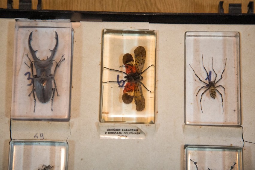 Warsztaty naukowe "Fascynujący świat owadów" w Rzeszowie [ZDJĘCIA, WIDEO]