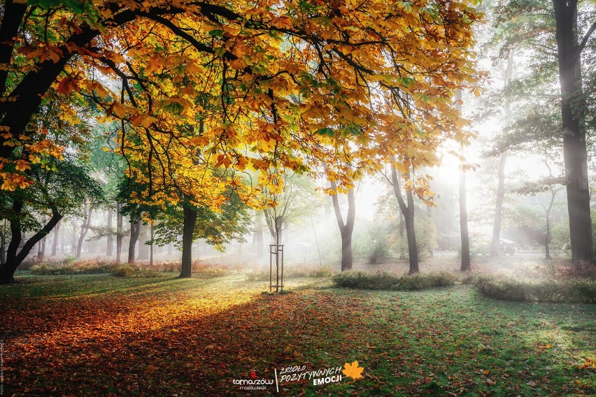 Piękna jesień w parkach w Tomaszowie! Świetny moment na spacer. Zobaczcie ZDJĘCIA