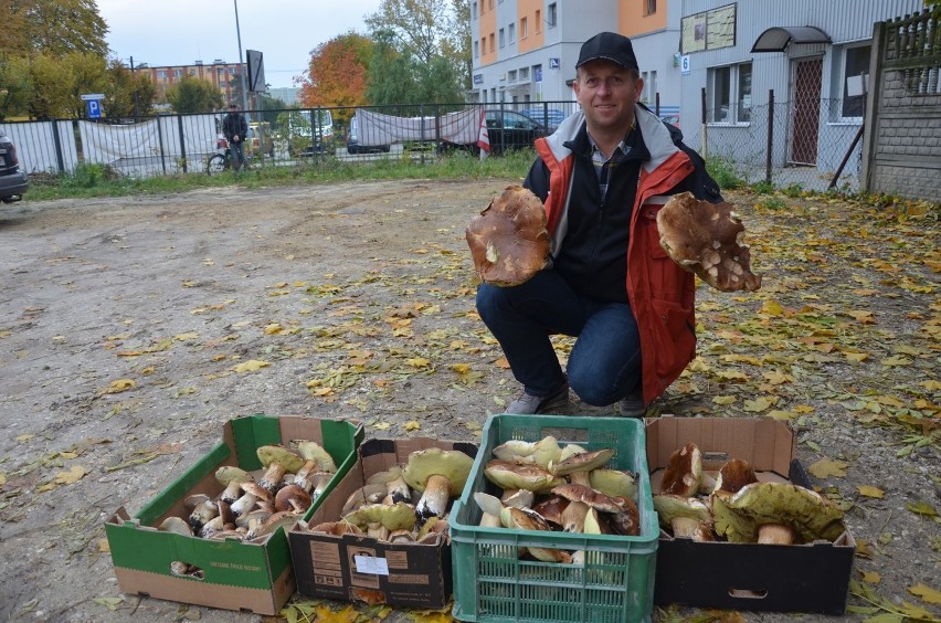 Grzybiarz z Woli Kruszyńskiej znalazł na leśnej polanie 100 prawdziwków [ZDJĘCIA]