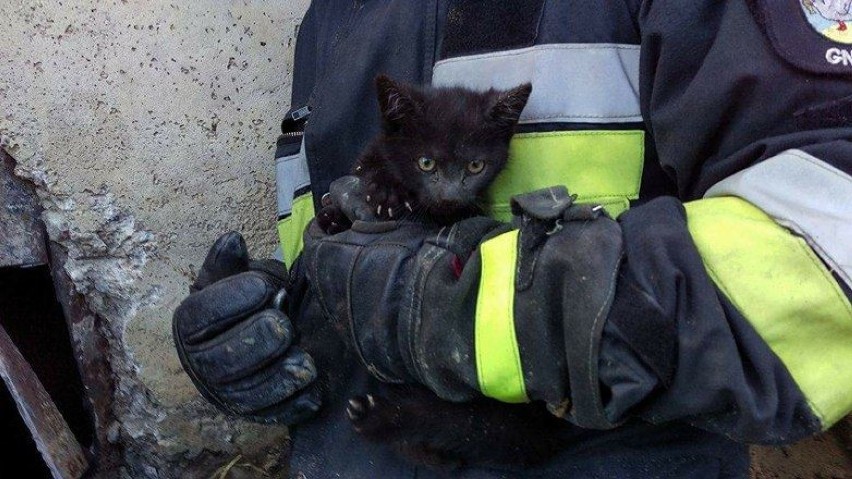 strażacy z Gniewa uratowali kotka