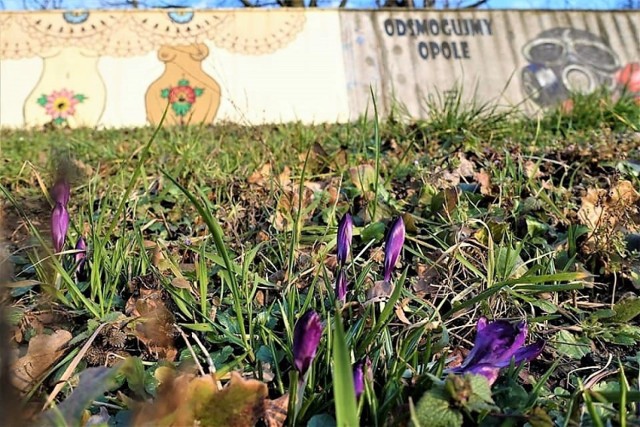 Krokusy nasadzone przez zielonych partyzantów z grupy Guerilla Gardening Opole