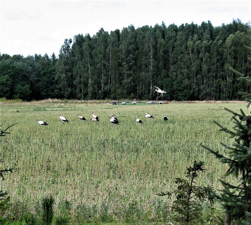 Widziany z drogi rowerowej bociani sejmik na polach wkoło...