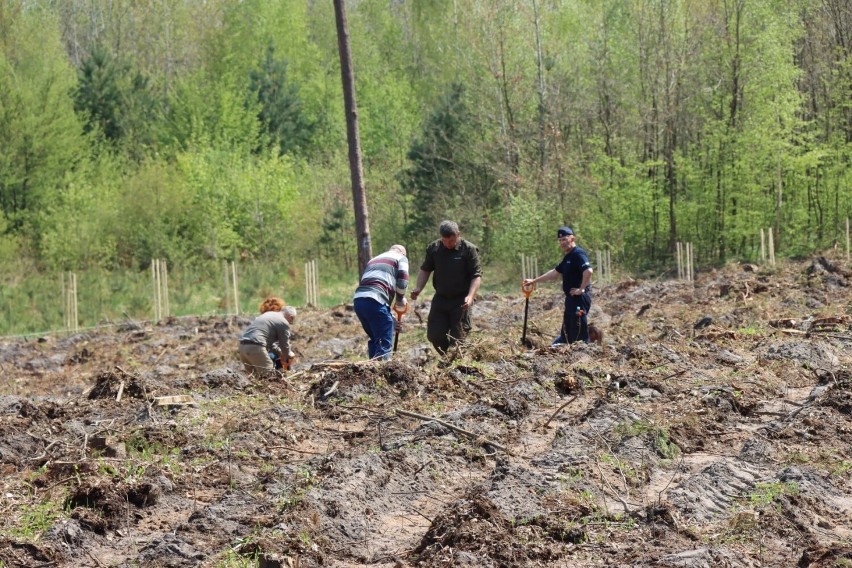 Kampania społeczna „Łączą Nas Drzewa” - niemal 3000 drzewek posadzonych na terenie kraśnickiego lasu [ZOBACZ ZDJĘCIA]