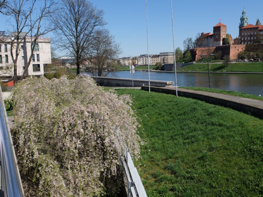 Kto może powinien pójść na Wawel i zobaczyć kwitnące magnolie. Cztery wielkie drzewa zachwycają!