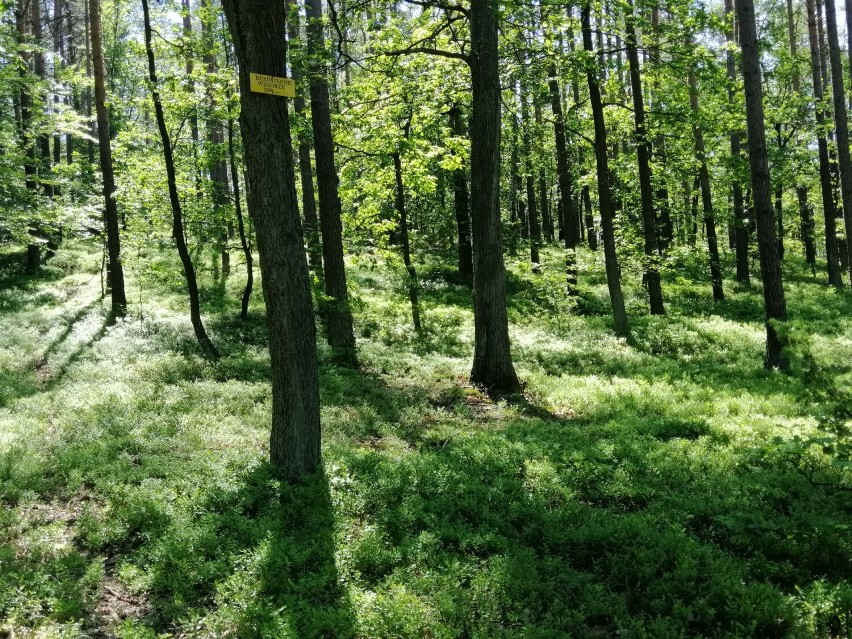 Era Travel Radomsko proponuje aktywne Boże Narodzenie