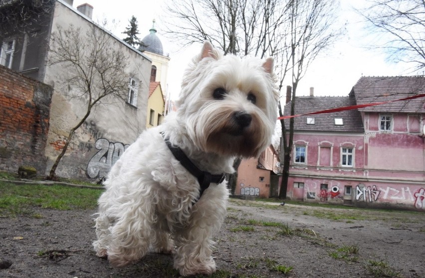 Jest bałagan, a może być perełka. Zadecydujmy, jak ma...