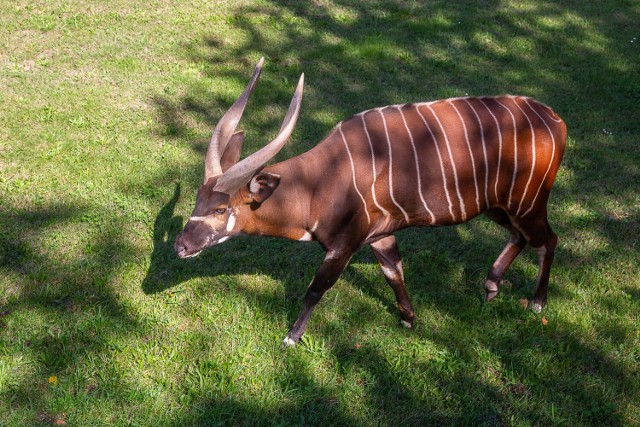 Wśród nowych mieszkańców chorzowskiego zoo najstarszy jest Samba. Ma ponad 4 lata i można go rozpoznać po tym, że jest największą antylopą na wybiegu.