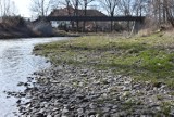 Gorlice. Nie będzie rozbiórki progu wodnego na Sękówce na wysokości Parku Miejskiego. Konsekwencje mogłyby być większe, niż korzyści