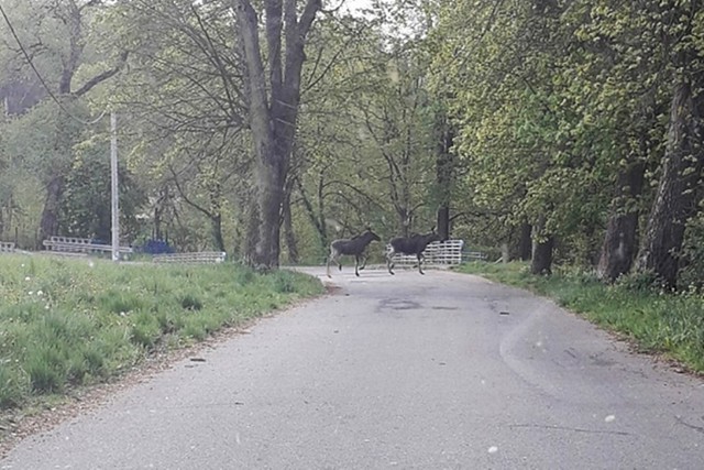 Para łosi przechadzała się w okolicach ulicy Młynarskiej w Kwidzynie.