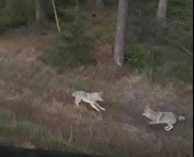 Wilki w lesie na Pojezierzu Drawskim widziane z ambony myśliwskiej