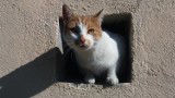 Koty wolno żyjące w Kaliszu nie pozostaną bez pomocy w czasie zimy