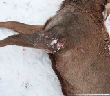 Kłusownicy w okolicach Narwi zabili jelenia