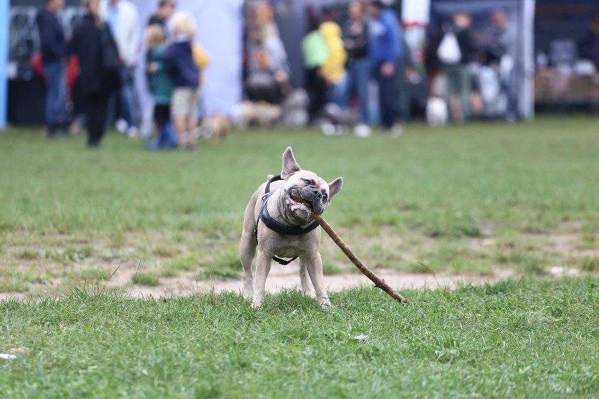 Zlot Buldogów Francuskich 2019. Czworonożne cuda w Forcie...