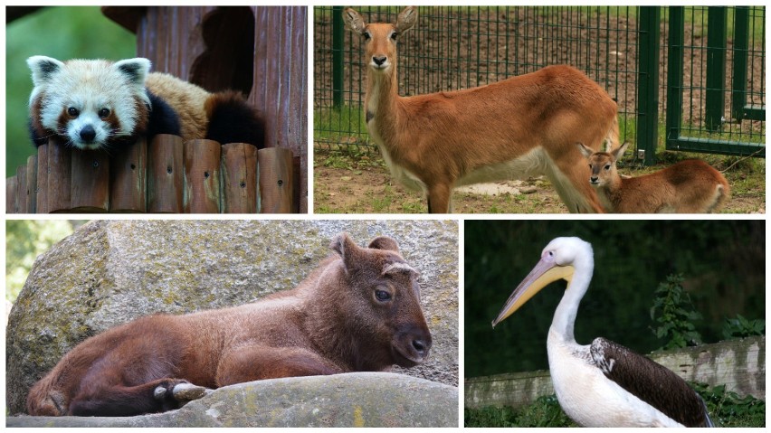 Te zwierzęta urodziły się w 2016 roku w gdańskim zoo [ZDJĘCIA]