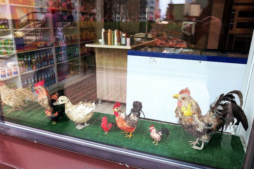 Oryginalna witryna sklepowa w Starachowicach. Na wystawie... kury i kaczki. Zobaczcie 