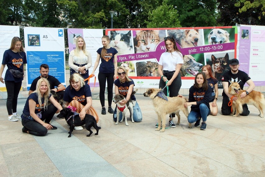 "Wybierz właśnie mnie!". Wydarzenie promujące odpowiedzialną adopcję zwierząt odbyło się na placu Litewskim w Lublinie